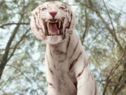 Theatrical Trailer (Roar)