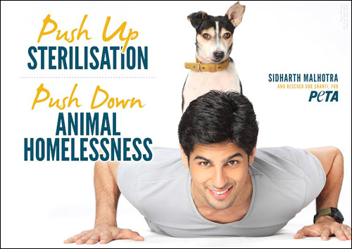 Check out: Siddharth Malhotra shoots for PETA