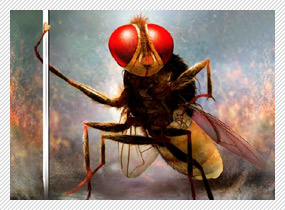 Subhash K. Jha speaks about Makkhi
