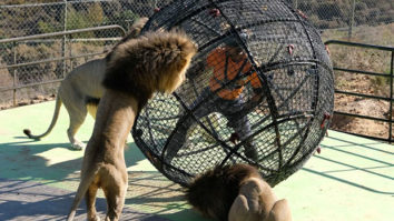 Khatron Ke Khiladi 12: Mohit Malik fights with South African Lions; says “It was a Man Vs Wild Experience.”