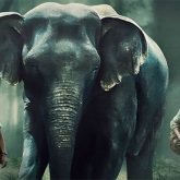 Mahesh Babu, Dhanush, and others review Prime Video's eco-thriller Poacher